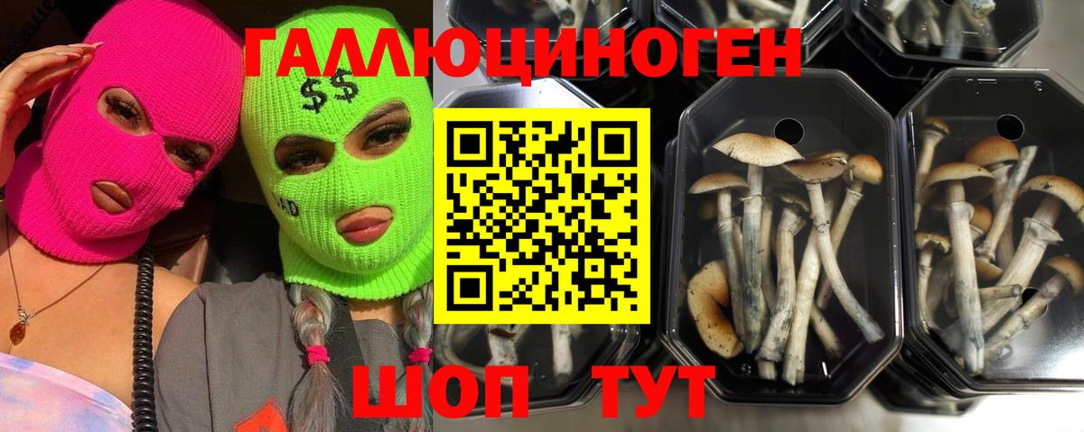 купить закладку  Вход с VPN  Галлюциногенные грибы MAGIC MUSHROOMS  Михайловск  Псилоцибиновые грибы MAGIC MUSHROOMS 